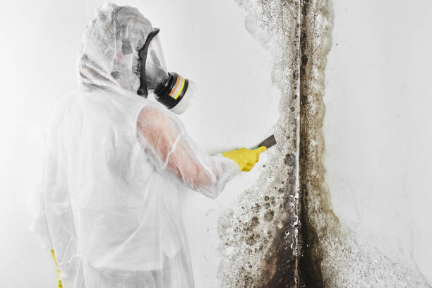 Best Affordable Mold Removal  in Coal Valley, IL