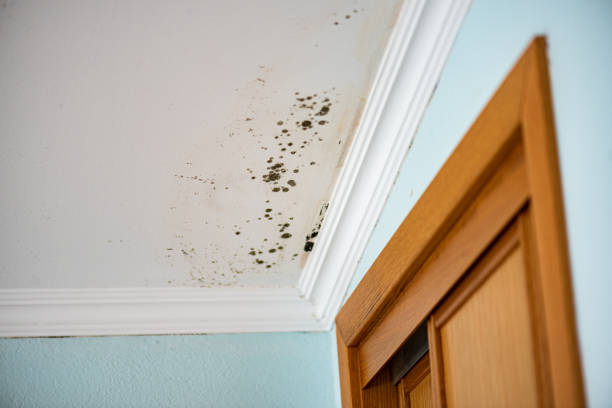 Best Fast Mold Removal  in Coal Valley, IL