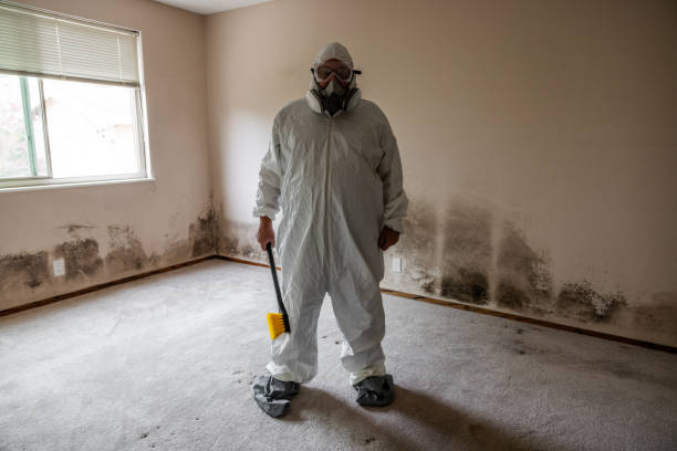 Best Attic Mold Removal  in Coal Valley, IL