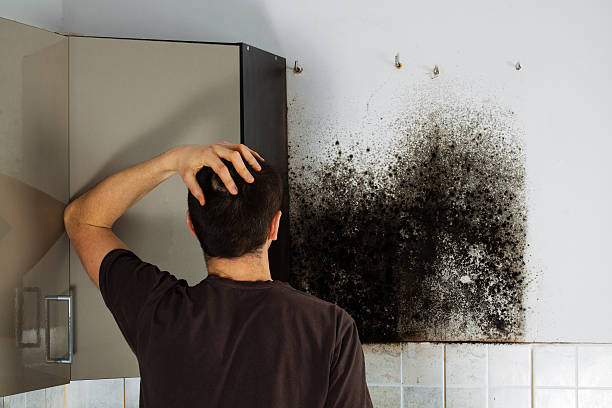 Best Fast Mold Removal  in Coal Valley, IL