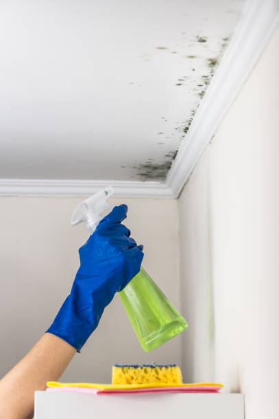 Best Commercial Mold Removal  in Coal Valley, IL
