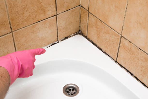 Best Office Mold Removal Services  in Coal Valley, IL